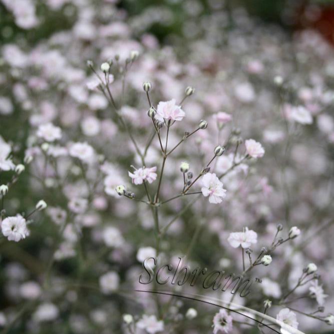 Gypsophila-Paniculata-White-Festival-Plant