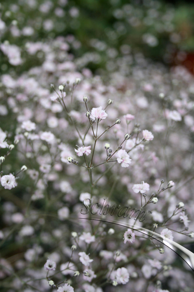 Gypsophila-Paniculata-White-Festival-Plant