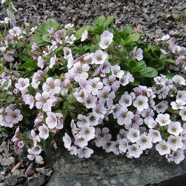 Gypsophila cerastioides