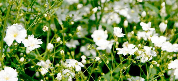 Gypsophila White 1L