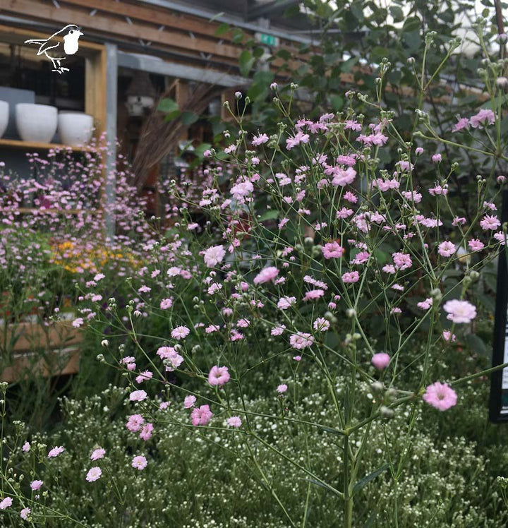 Babys-Breath-Gypsophila-Paniculta-Pink-Festival-Plant-1