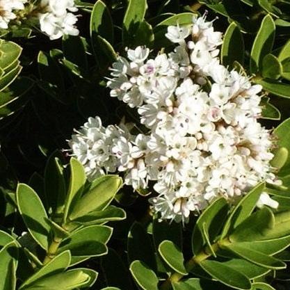 Hebe Wiri Mist - Shrubs - Windyridge Garden Centre
