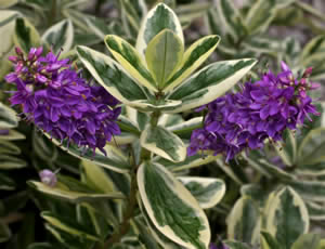 HEBE-elliptica-Variegata-Flower