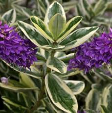 Hebe Elliptica Variegata - Bedding - Windyridge Garden Centre