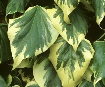 Hedera colchica dentata Variegata