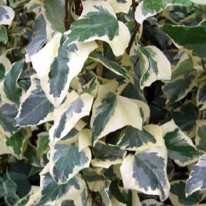 HEDERA C. GLOIRE DE MARENGO