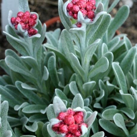 Helichrysum Red Jewel - Shrubs - Windyridge Garden Centre