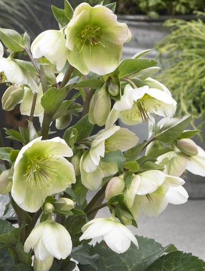 Lenten-Rose-Helleborus-Mollys-White-Flower-1