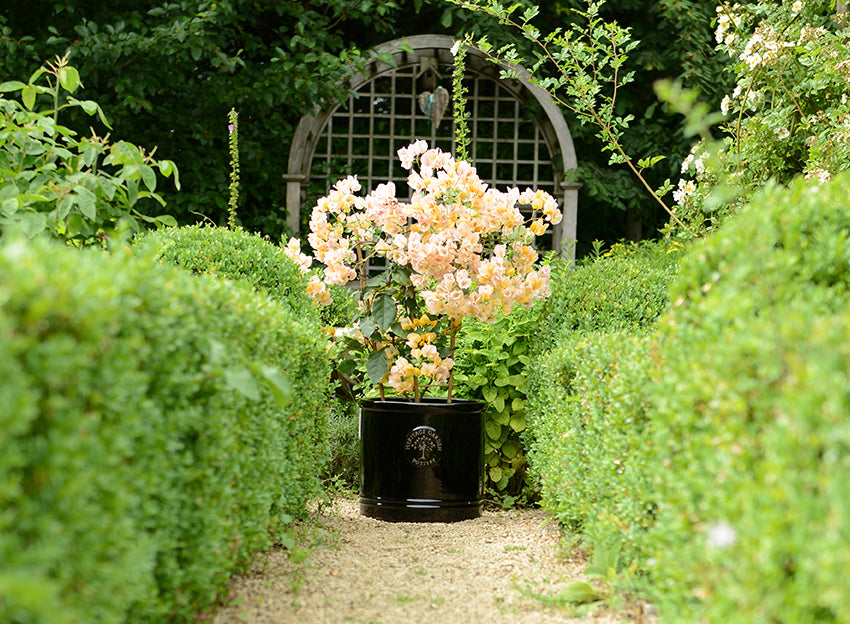 30CM BLACK HERITAGE CYLINDER