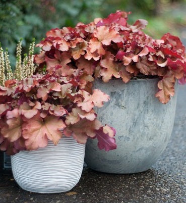 HEUCHERA Boysenberry