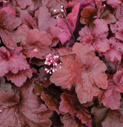 Heuchera Fire Alarm - Herbaceous - Windyridge Garden Centre
