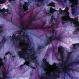 HEUCHERA Forever Purple