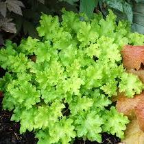 HEUCHERA Lime Marmalade