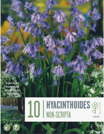 HYACINTHUSOIDES NON-SCRIPTA X 10