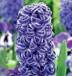 HYACINTHUS BLUE STAR X 4