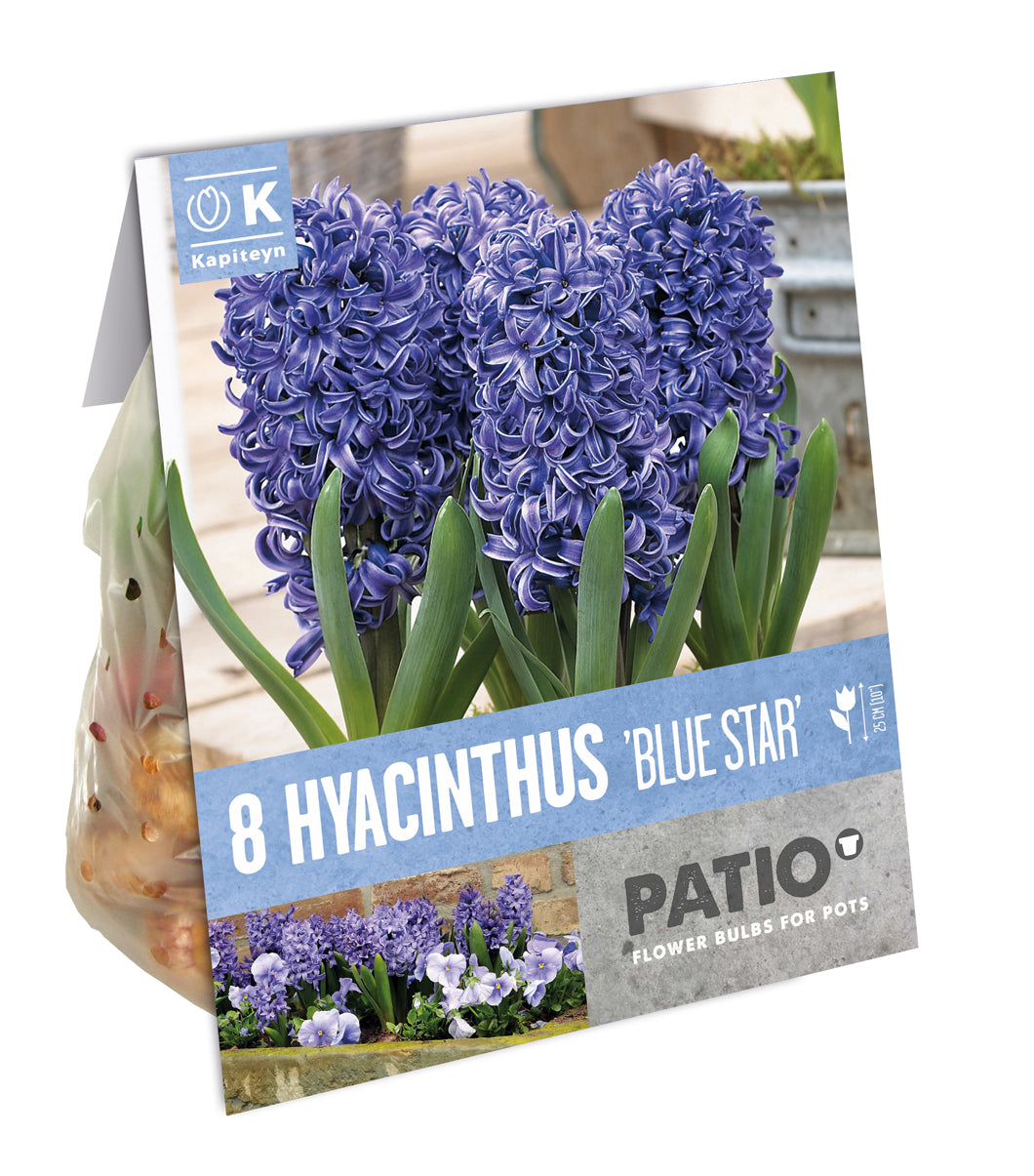HYACINTHUS BLUE STAR x 8