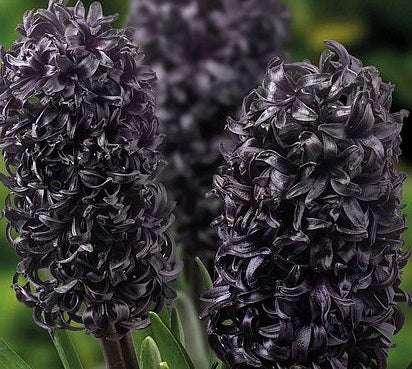 HYACINTHUS MIDNIGHT MYSTIQUE -
ALMOST BLACK x3