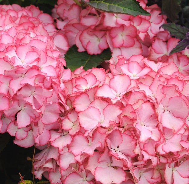 HYDRANGEA M. ADULA PINK