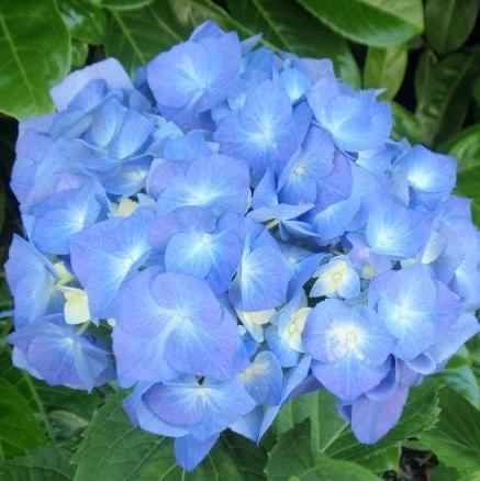 Hydrangea M. Bela Blue 7.5Ltr - Shrubs - Windyridge Garden Centre