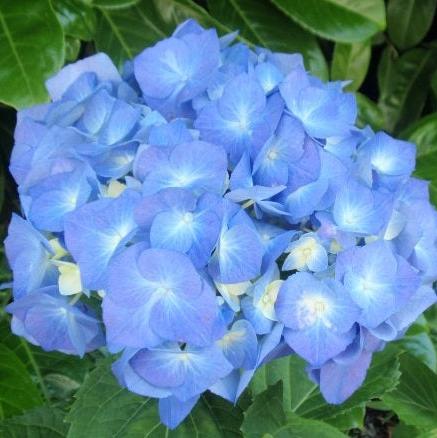 HYDRANGEA M. BELA BLUE