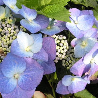 HYDRANGEA M. BLUESKY TELLER