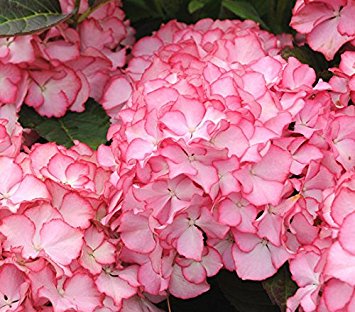 Hydrangea M. Classic Adula Pink - Shrubs - Windyridge Garden Centre