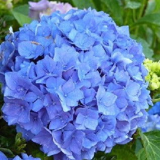 HYDRANGEA M. EARLY BLUE