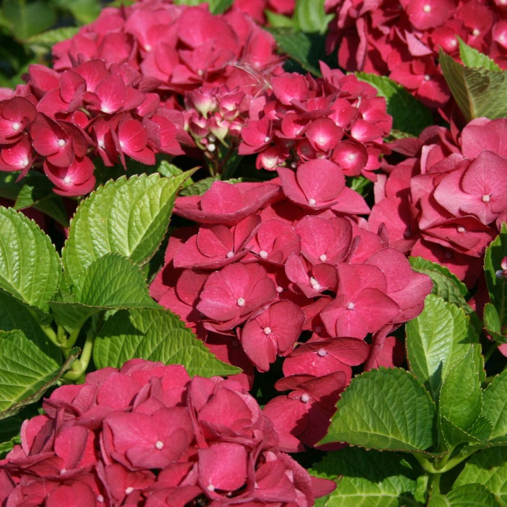 HYDRANGEA M. RED BARON 7.5Ltr Pot - Shrubs - Windyridge Garden Centre