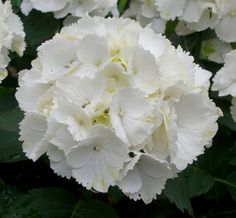 HYDRANGEA M. SNOWBALL