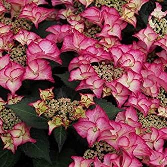 HYDRANGEA M. TIFFANY PINK