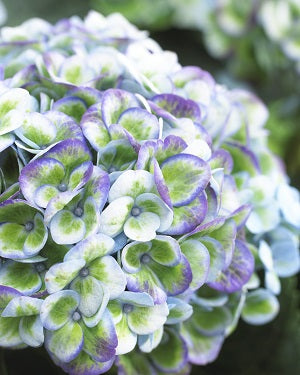 Hydrangea Magical 4 Seasons - Shrubs - Windyridge Garden Centre