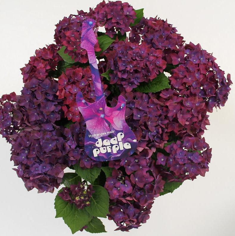 HYDRANGEA MUSIC DEEP PURPLE DANCE