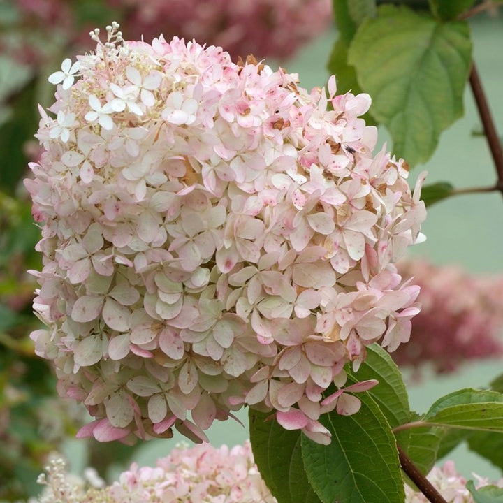 HYDRANGEA PAN. PHANTOM