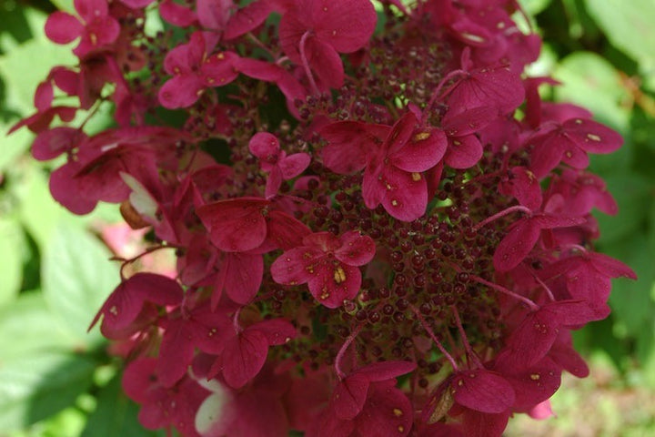 Hydrangea Pa. Wims Red - Shrubs - Windyridge Garden Centre