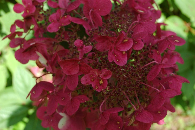 Hydrangea Pa. Wims Red - Shrubs - Windyridge Garden Centre