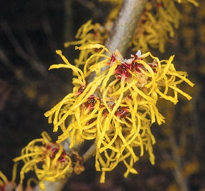 Hamamelis in cultivars