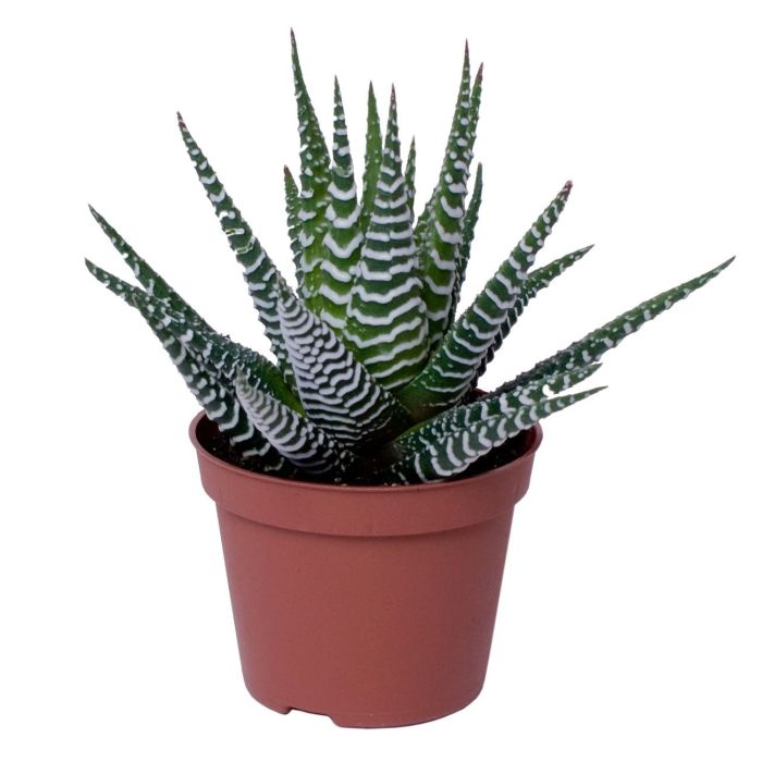 Zebra Cactus Haworthia Fasciata Big Band (11cm Pot)