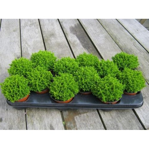 Hebe Emerald Green (13cm Pot)