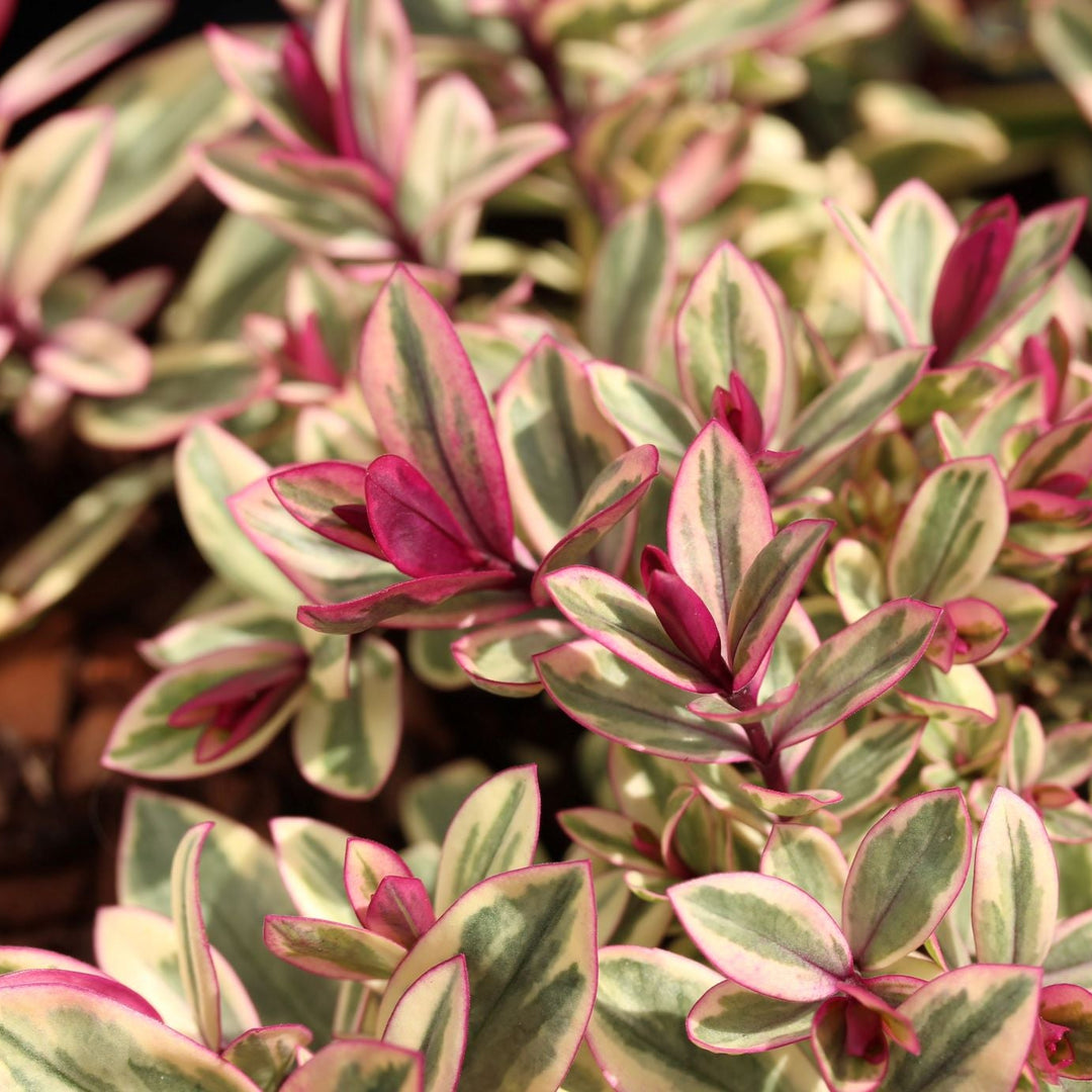 HEBE-Rhubarb-&-Custard-Leaf