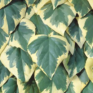 Hedera colchica dentata Variegata