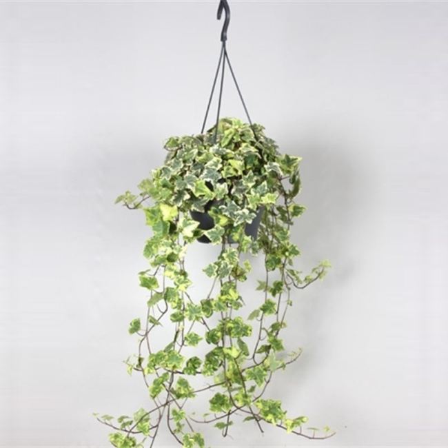 Hedera Green Yellow  Hanging Pot - Indoor Plants - Windyridge Garden Centre
