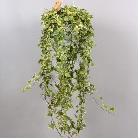 Hedera hel. Goldchild in Hanging Pot