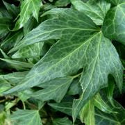 Hedera Hel. Green Ripple / 2 Ltr, 4 Canes - Climbers - Windyridge Garden Centre