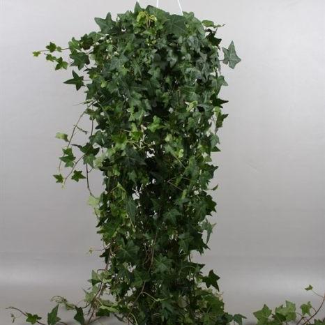 Hedera hel. Pittsburgh  P24 - hangpot