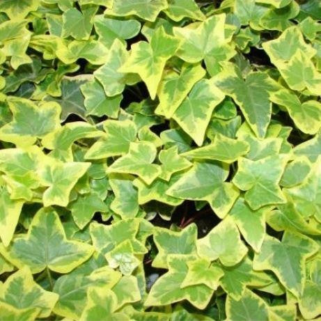 Hedera-hel.-Goldchild-Leaf-1