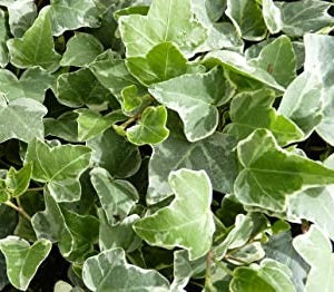 Hedera helix Glacier