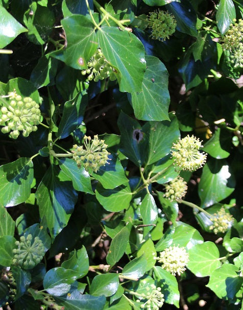 Hedera Hibernica (Irish Ivy) - Climbers - Windyridge Garden Centre