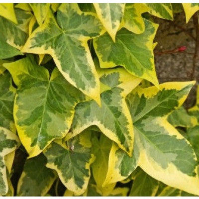Hedera Golden Kolibri - Climbers - Windyridge Garden Centre