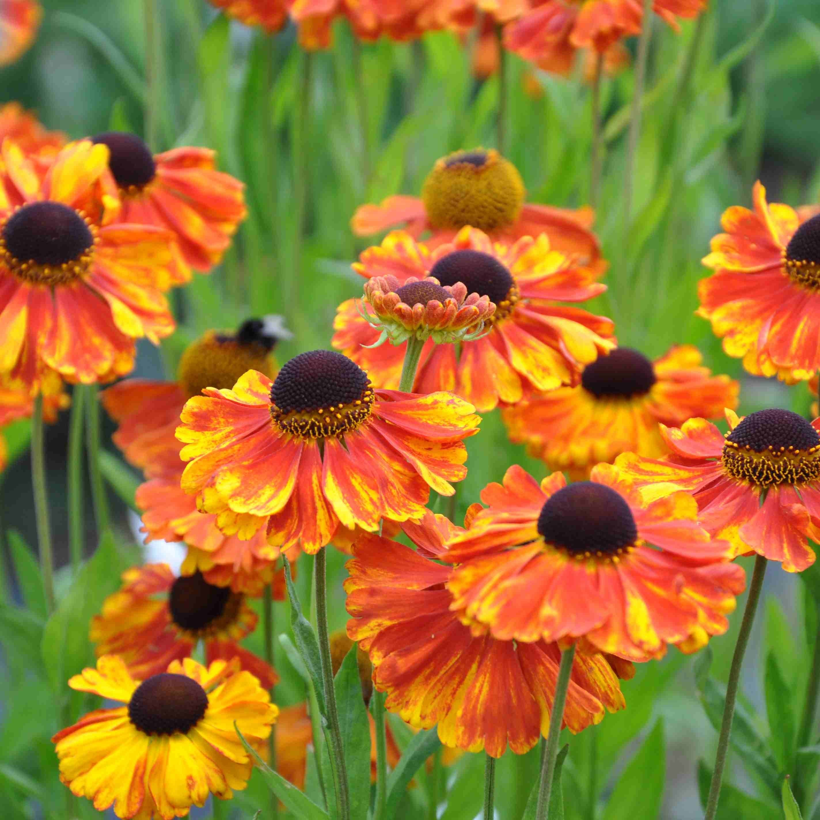 Helenium Moerheim Beauty – Windyridge Garden Centre