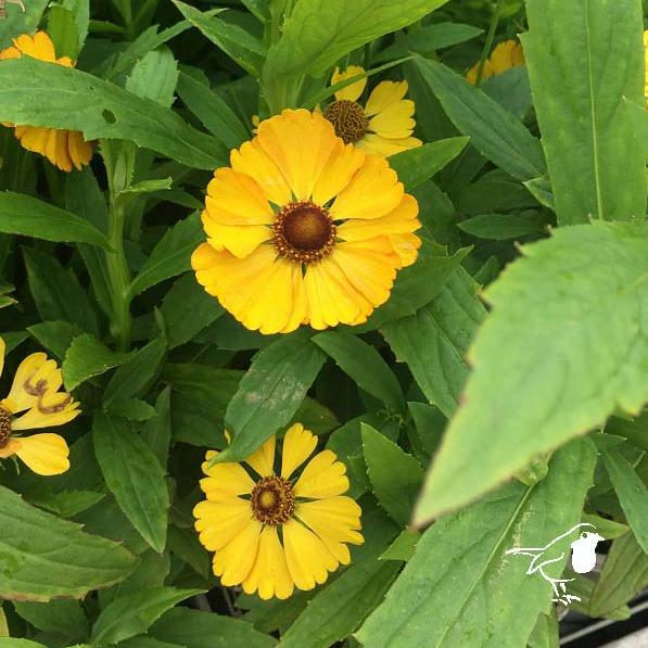 Helenium Okra Sundae